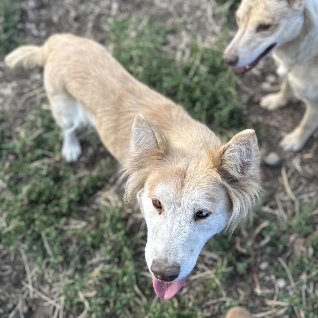 Enlarge Volturi, a Adoptable Mixed Breed in Flagstaff, AZ image 6/6