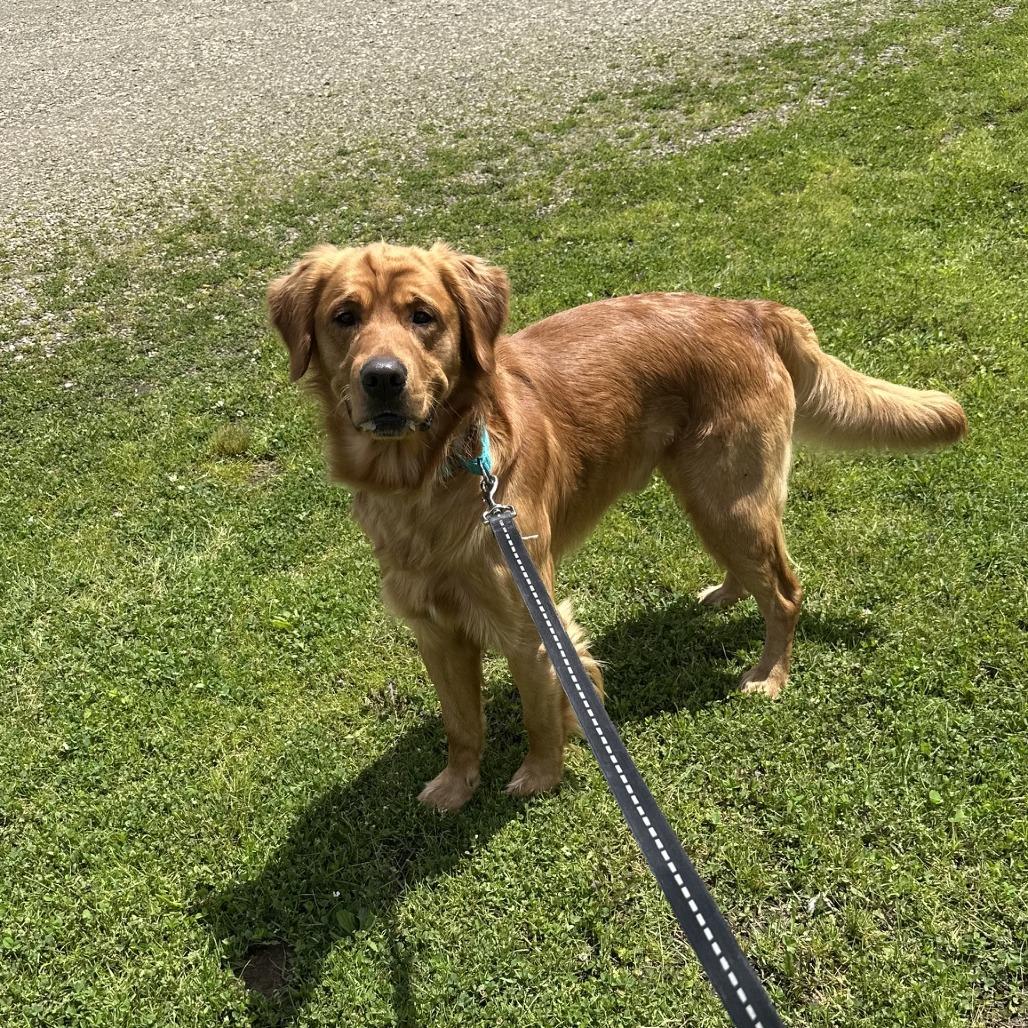 D26-044 Prince, Adoptable, Adult Male Golden Retriever.