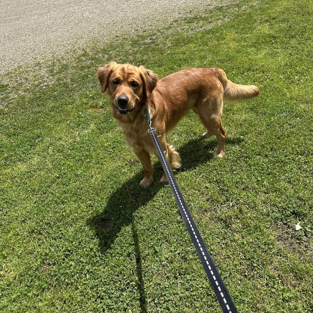 D26-044 Prince, a Adoptable Golden Retriever in Franklin, PA image 2/3