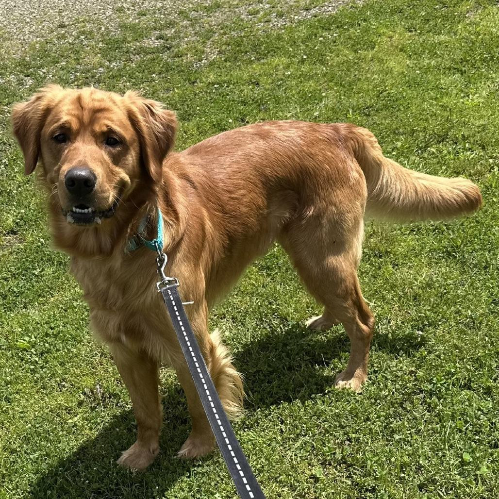 D26-044 Prince, a Adoptable Golden Retriever in Franklin, PA image 3/3