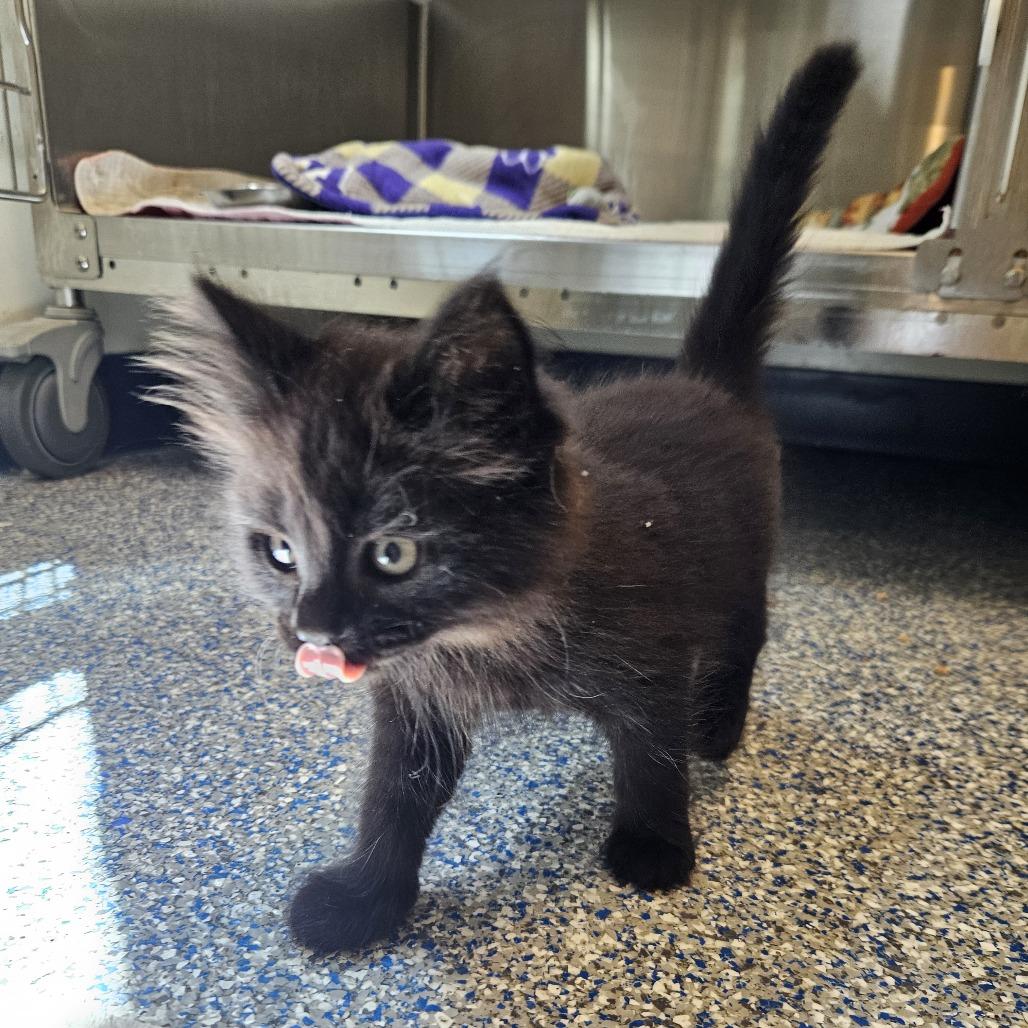 Expresso, Adoptable, Kitten Male Domestic Medium Hair.