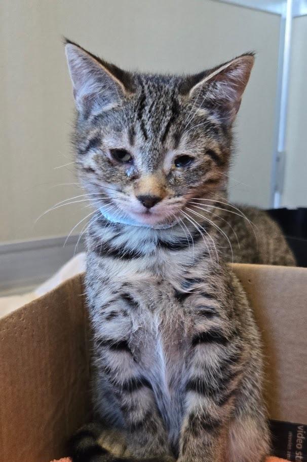 Blue Razz, Adoptable, Kitten Female Domestic Short Hair.