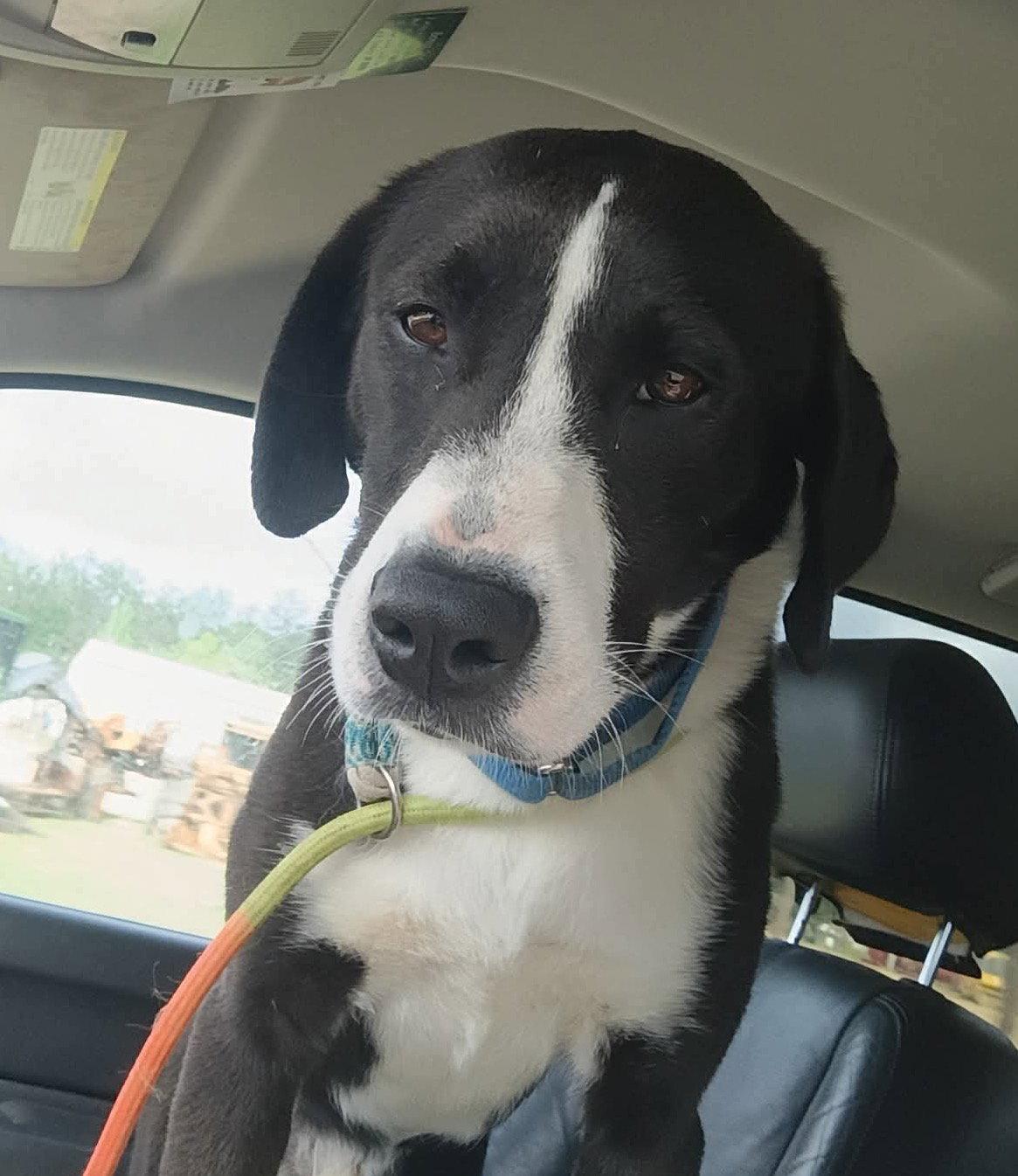 Enlarge Bo, a Adoptable Mixed Breed in Ridgefield, CT image 1/3