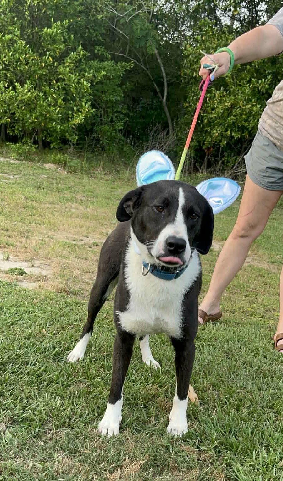 Enlarge Bo, a Adoptable Mixed Breed in Ridgefield, CT image 3/3
