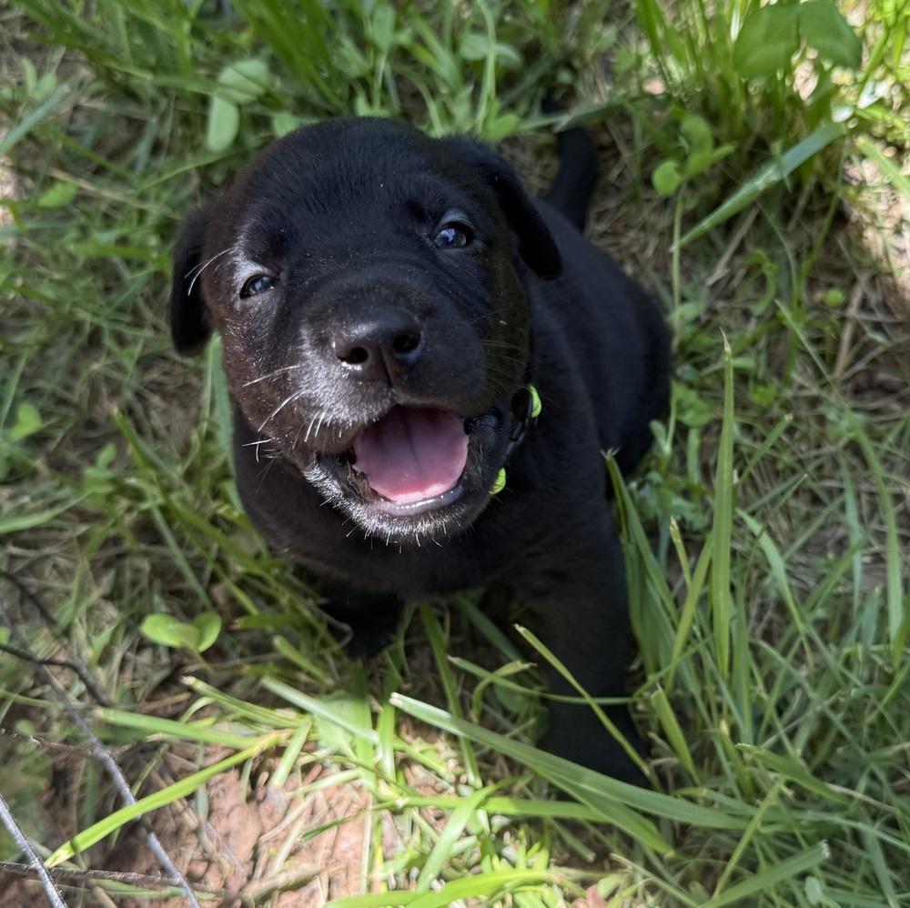 Enlarge Meeko, a Adoptable mixed breed in Warr Acres, OK image 2/6