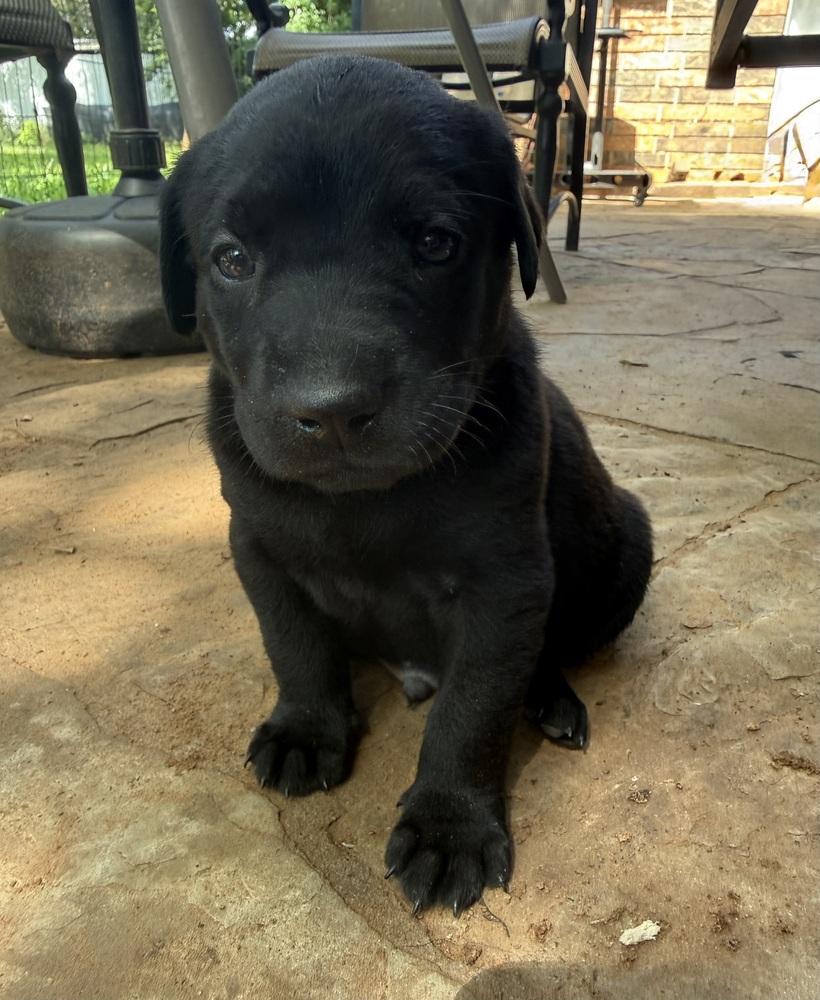 Enlarge Meeko, a Adoptable mixed breed in Warr Acres, OK image 4/6