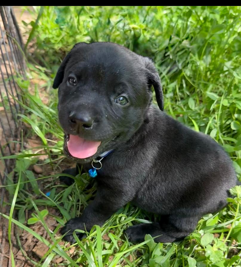 Enlarge Meeko, a Adoptable mixed breed in Warr Acres, OK image 5/6