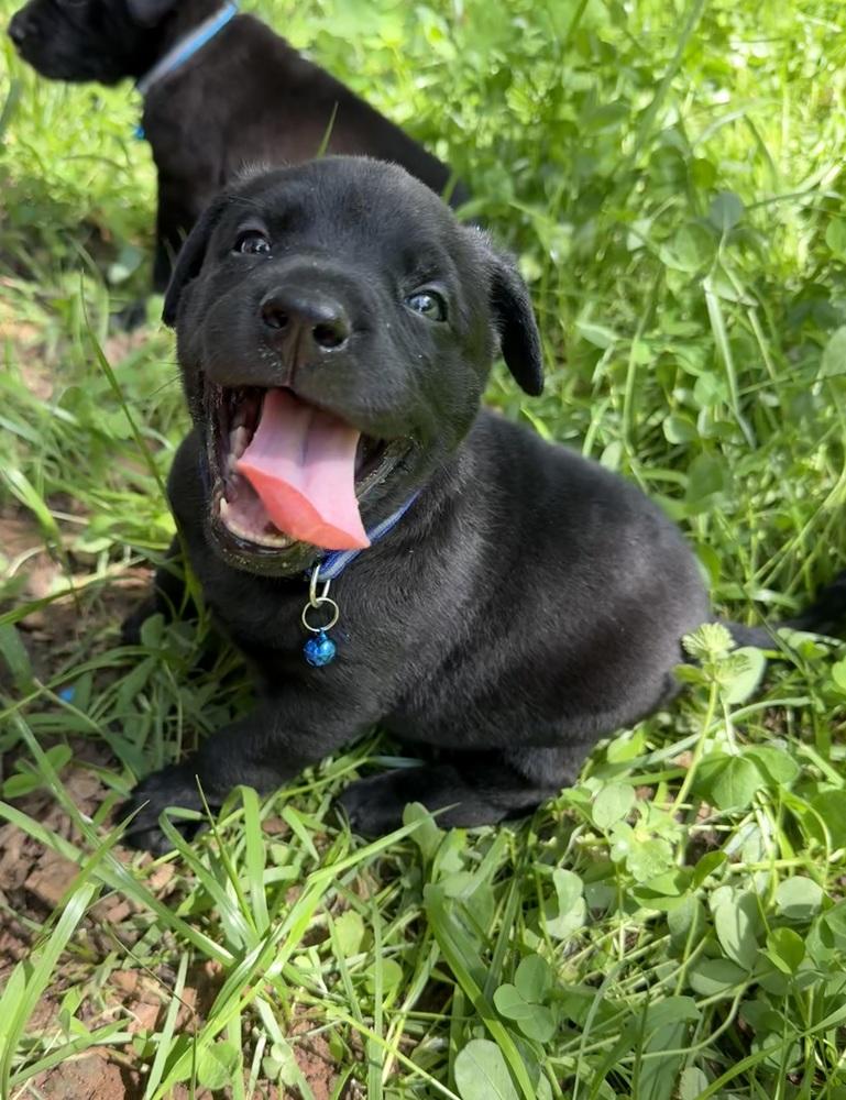Enlarge Meeko, a Adoptable mixed breed in Warr Acres, OK image 6/6