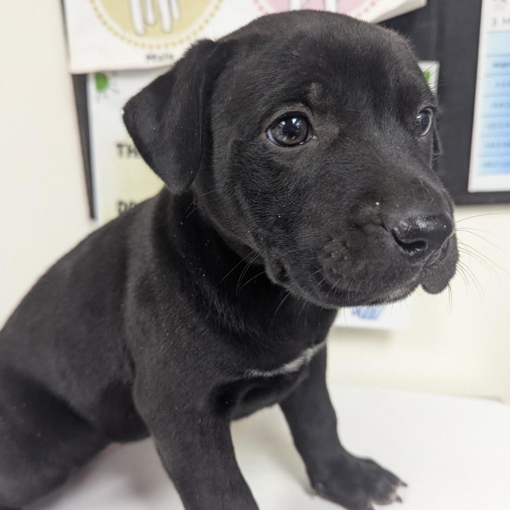 Hayley, Adoptable, Puppy Female Black Labrador Retriever.