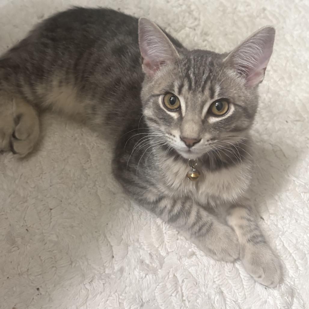 Dipper, a Adoptable Domestic Short Hair in Spokane, WA image 1/2
