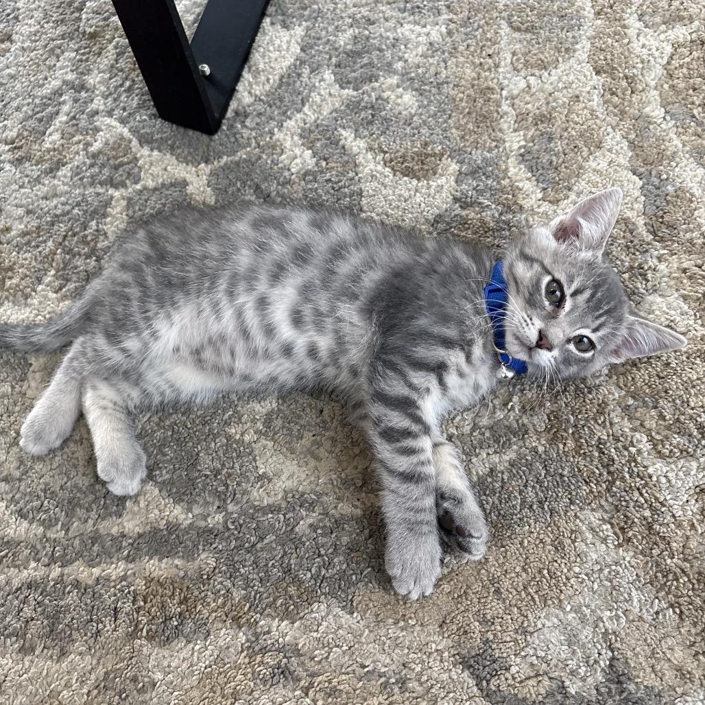 Dipper, a Adoptable Domestic Short Hair in Spokane, WA image 2/2