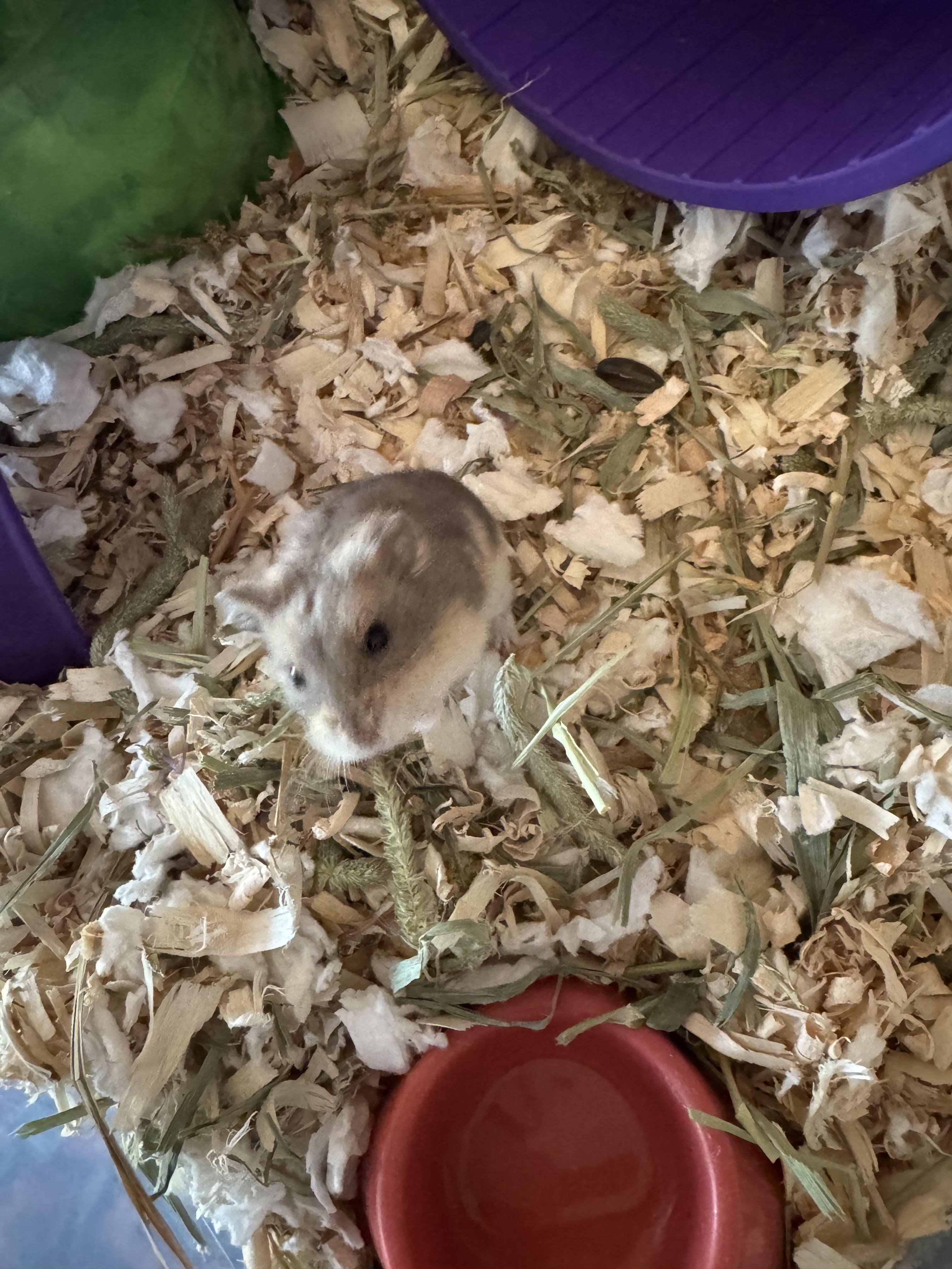 Roquefort, ADOPTABLE, Young Female Dwarf Hamster & Hamster.