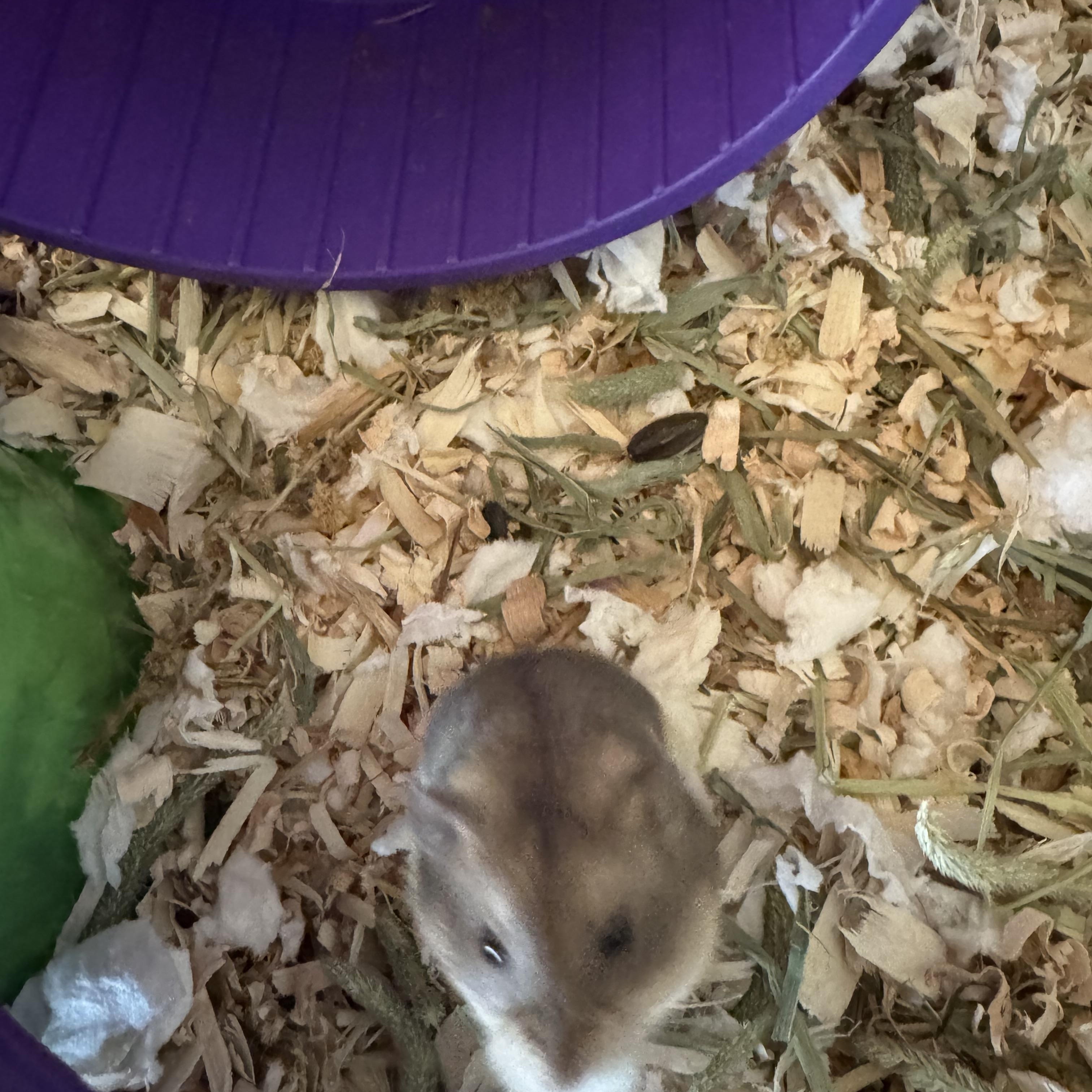 Enlarge Roquefort, a ADOPTABLE mixed breed in Irvine, CA image 2/2