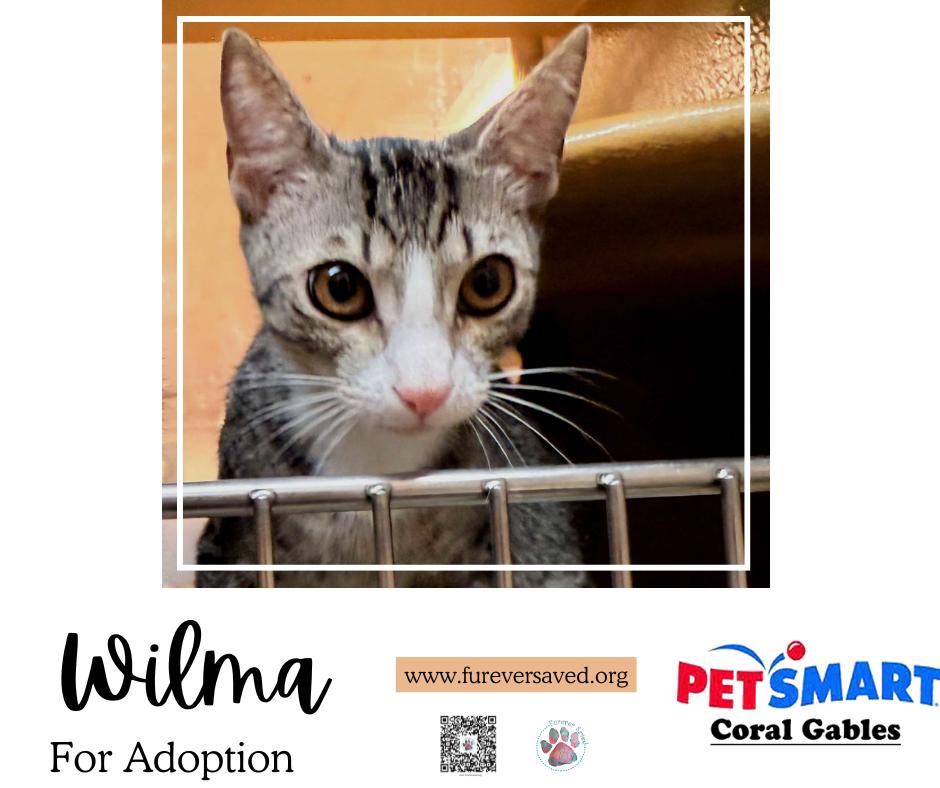 Enlarge Wilma, an adopted Domestic Short Hair in Miami, FL image 4/4