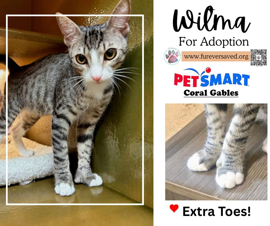 Wilma, adopted, Kitten Female Domestic Short Hair.