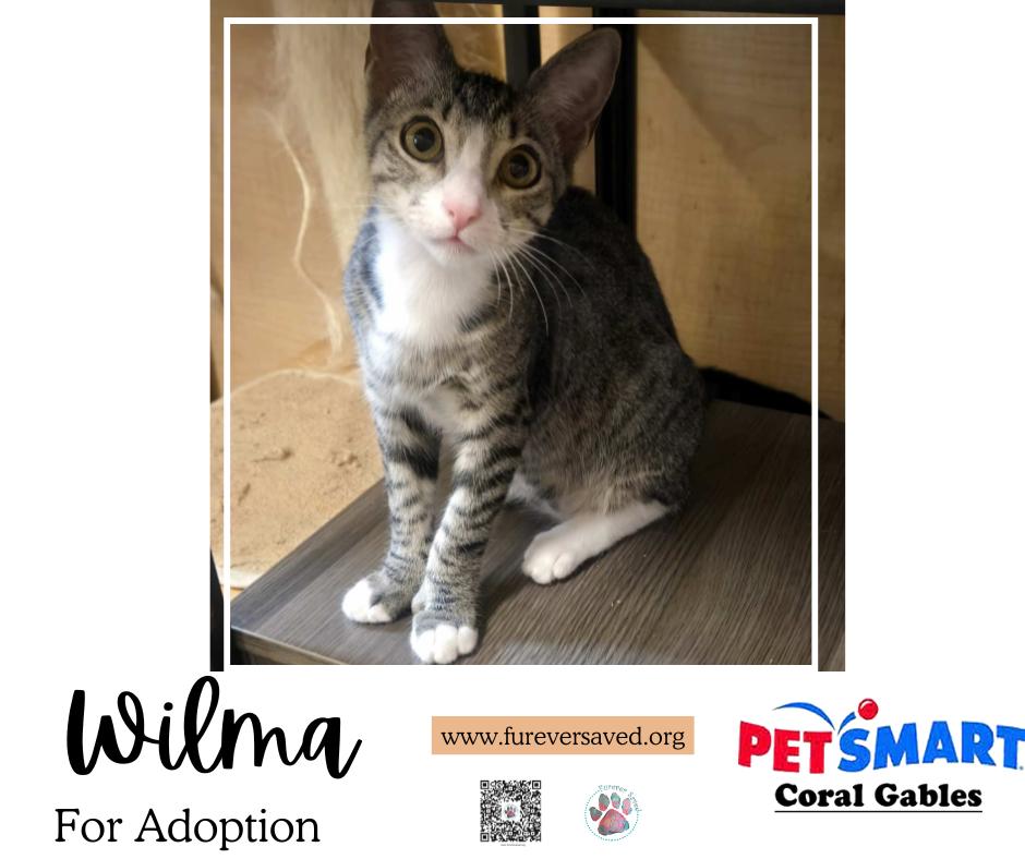 Enlarge Wilma, an adopted Domestic Short Hair in Miami, FL image 2/4