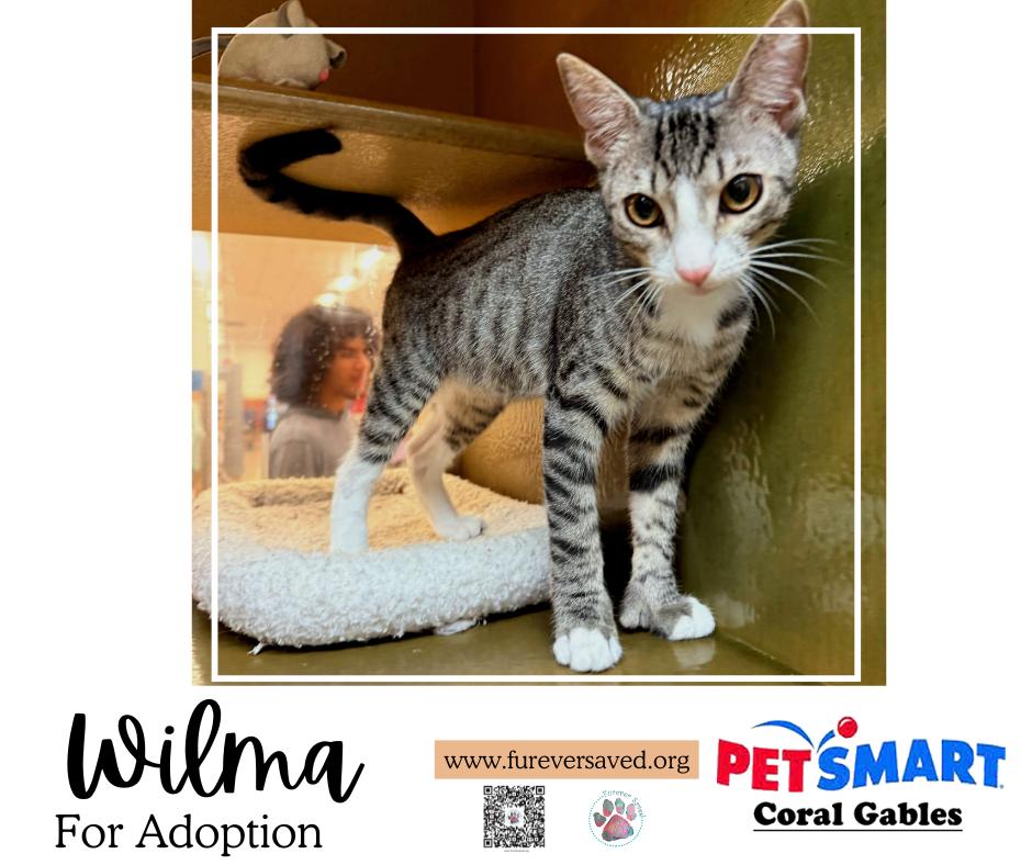Enlarge Wilma, an adopted Domestic Short Hair in Miami, FL image 3/4