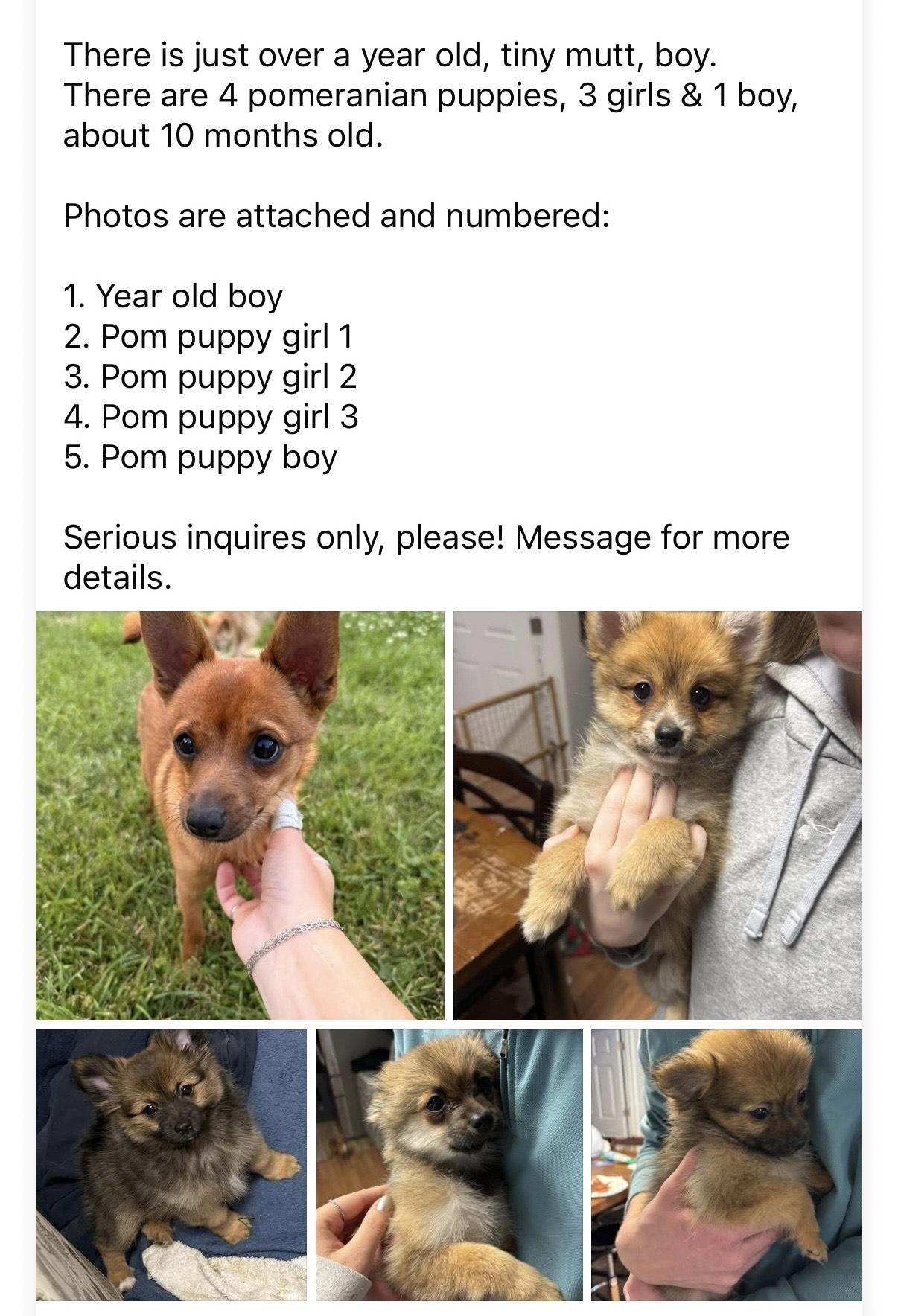Enlarge Pomeranian Puppies **COURTESY POST**, a ADOPTABLE mixed breed in Lewiston, ID image 6/6