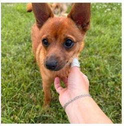 Enlarge Pomeranian Puppies **COURTESY POST**, a ADOPTABLE mixed breed in Lewiston, ID image 4/6