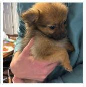 Enlarge Pomeranian Puppies **COURTESY POST**, a ADOPTABLE mixed breed in Lewiston, ID image 3/6