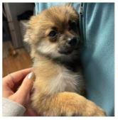 Pomeranian Puppies **COURTESY POST**, ADOPTABLE, Young Female Pomeranian.