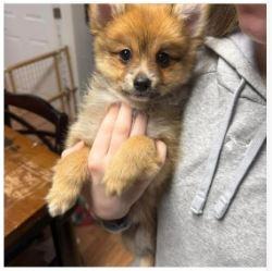 Enlarge Pomeranian Puppies **COURTESY POST**, a ADOPTABLE mixed breed in Lewiston, ID image 5/6