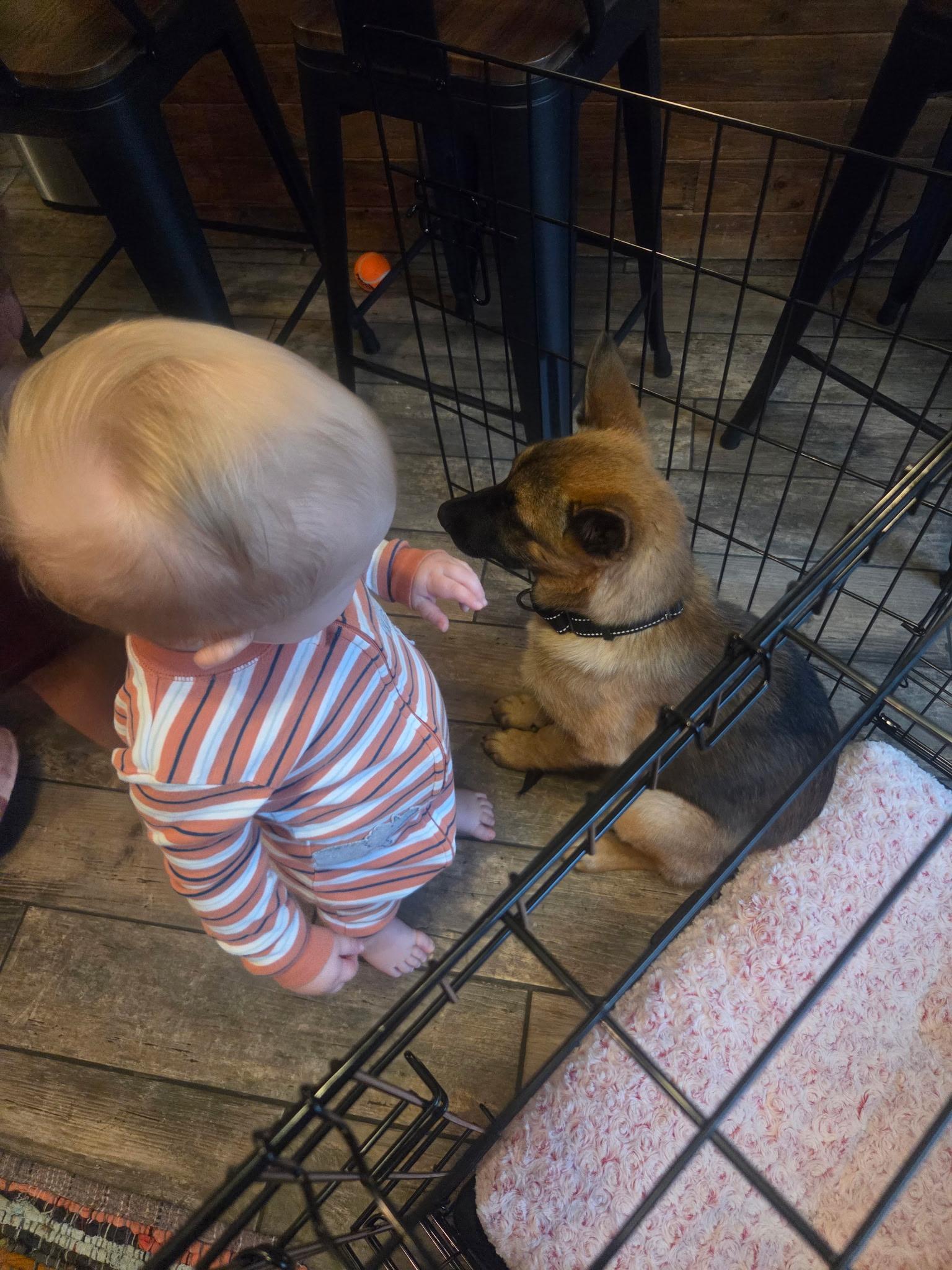 June, a ADOPTABLE mixed breed in Jefferson City, MO image 4/4