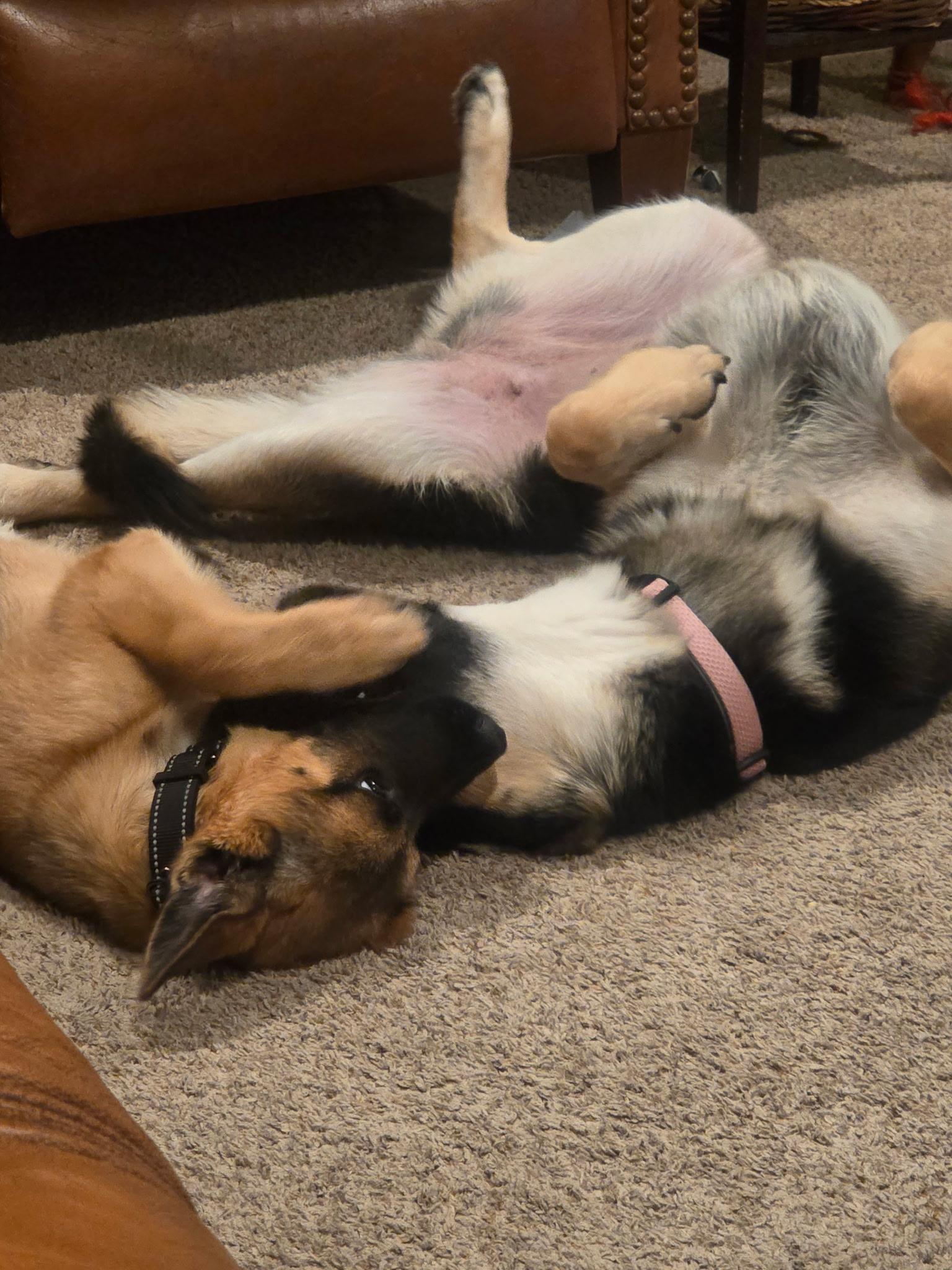 June, a ADOPTABLE mixed breed in Jefferson City, MO image 2/4