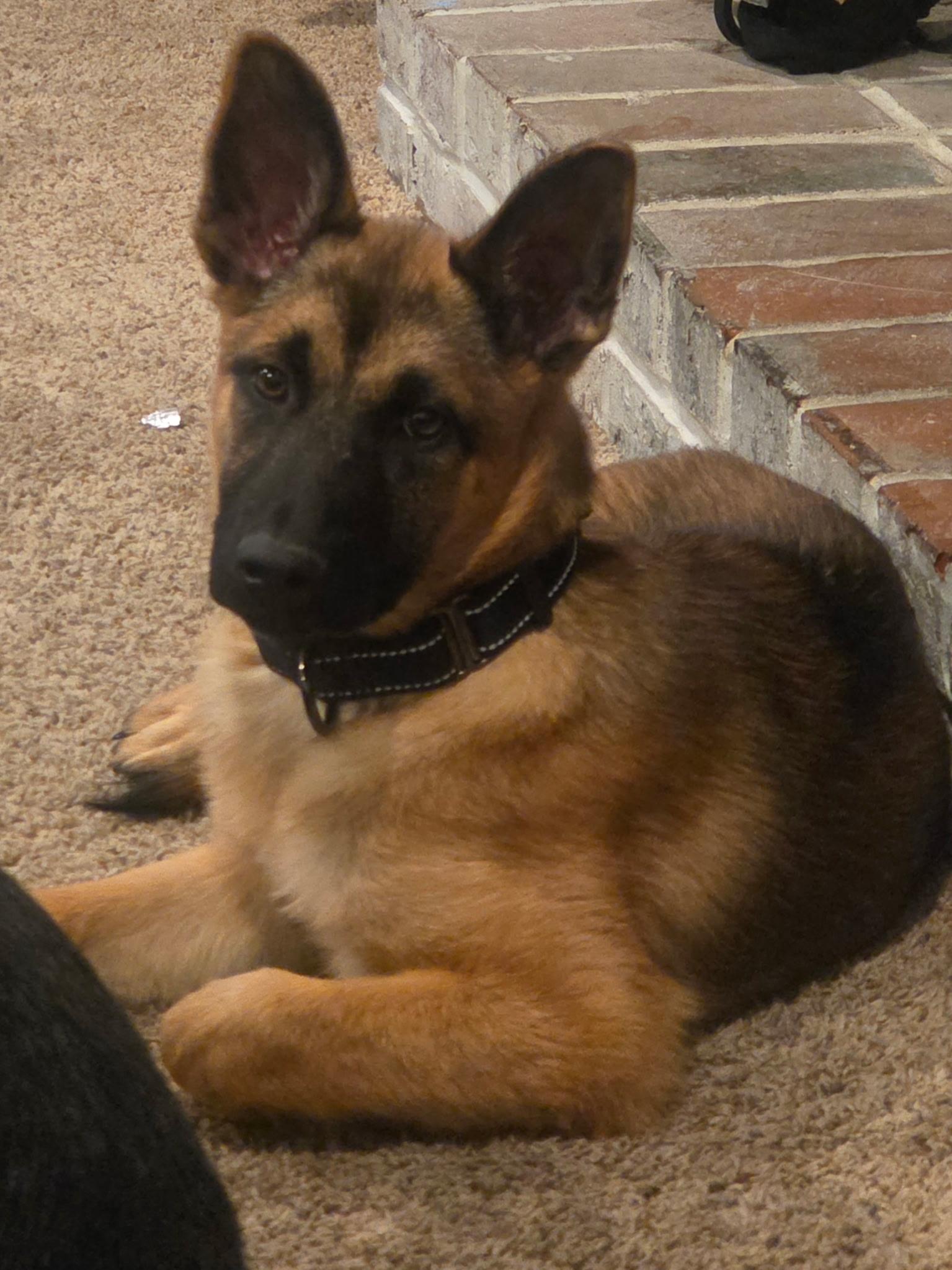 June, ADOPTABLE, Puppy Female German Shepherd Dog & Belgian Shepherd / Malinois.