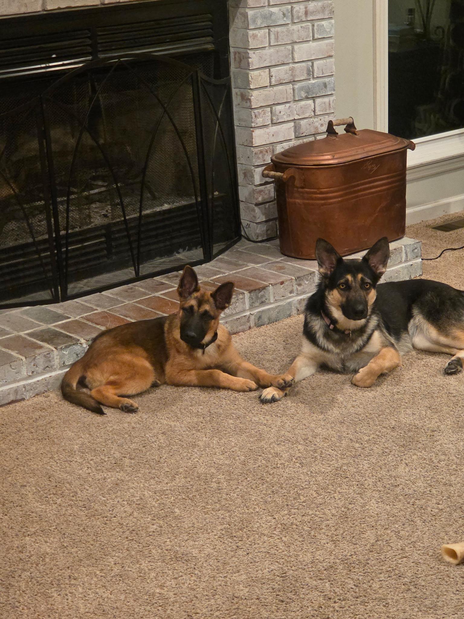 June, a ADOPTABLE mixed breed in Jefferson City, MO image 3/4