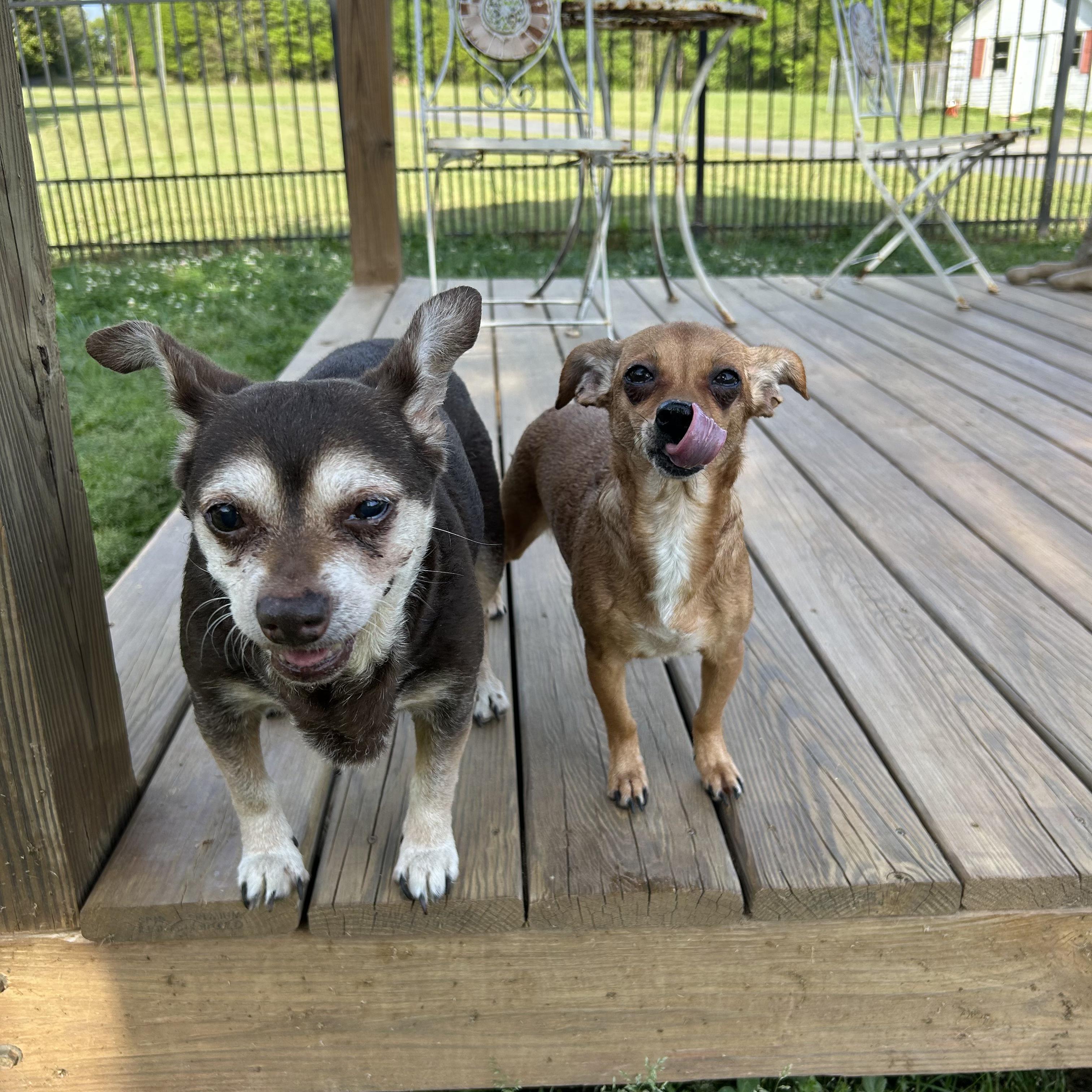Enlarge Bella and Babygirl, a ADOPTABLE Chihuahua in Lancaster, SC image 1/1