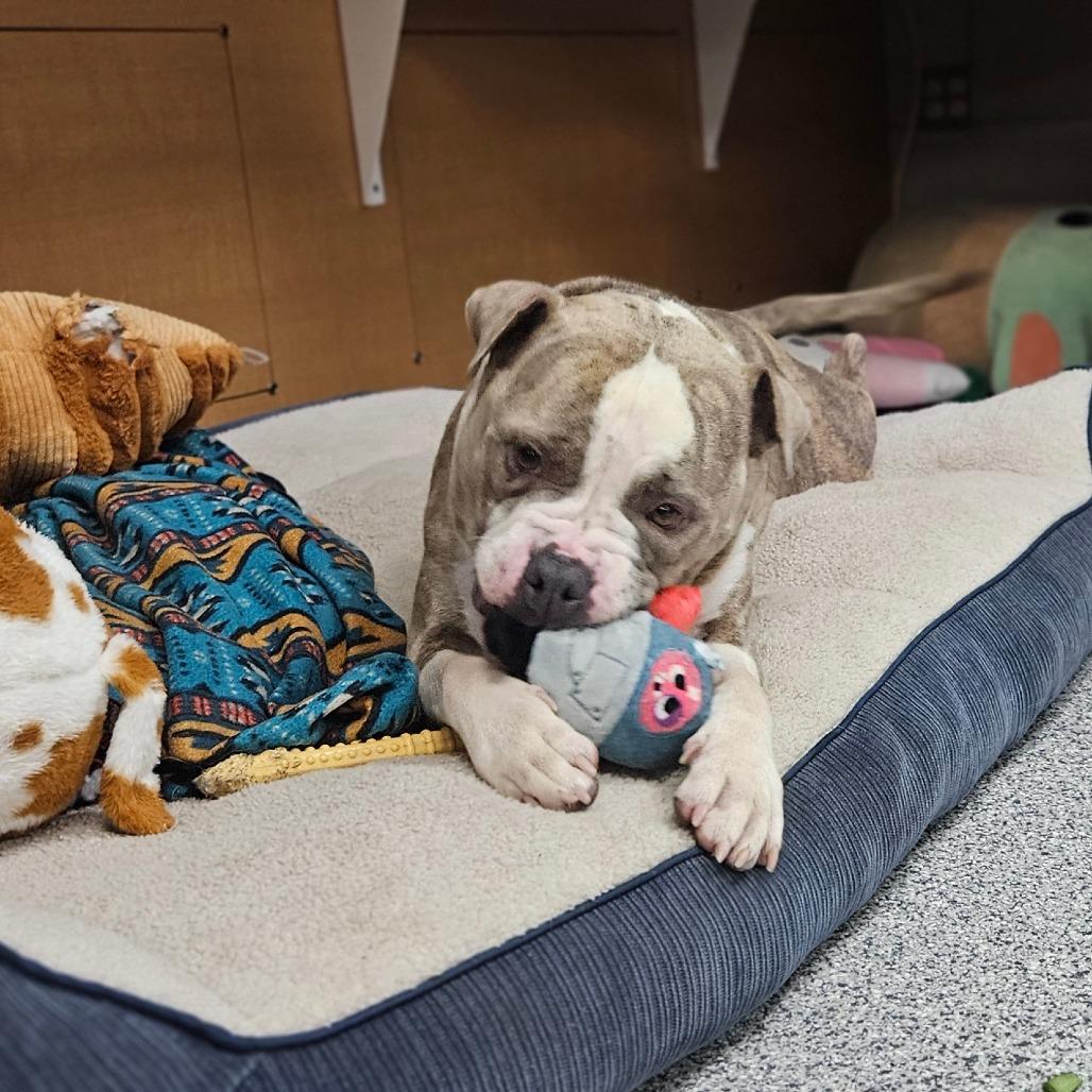 Starling, Adoptable, Adult Female American Staffordshire Terrier.