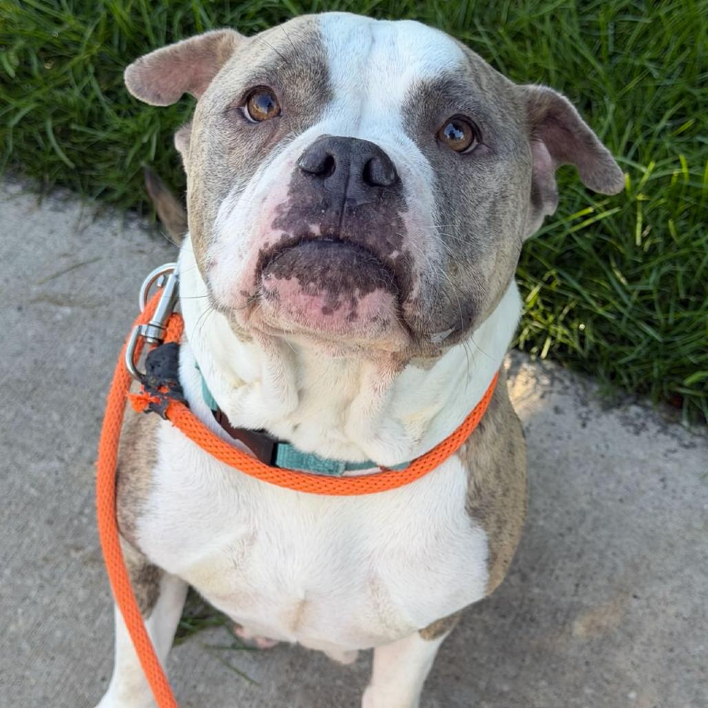 Enlarge Starling, a Adoptable American Staffordshire Terrier in Grand Rapids, MI image 2/6