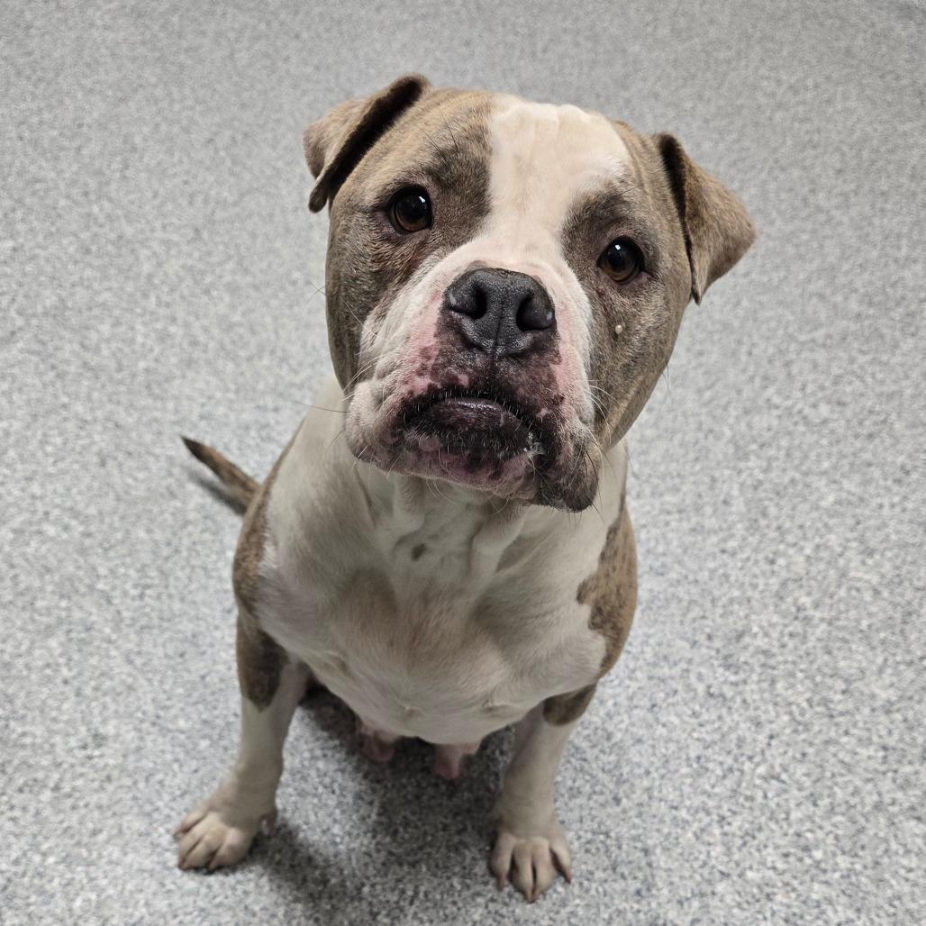 Enlarge Starling, a Adoptable American Staffordshire Terrier in Grand Rapids, MI image 3/6
