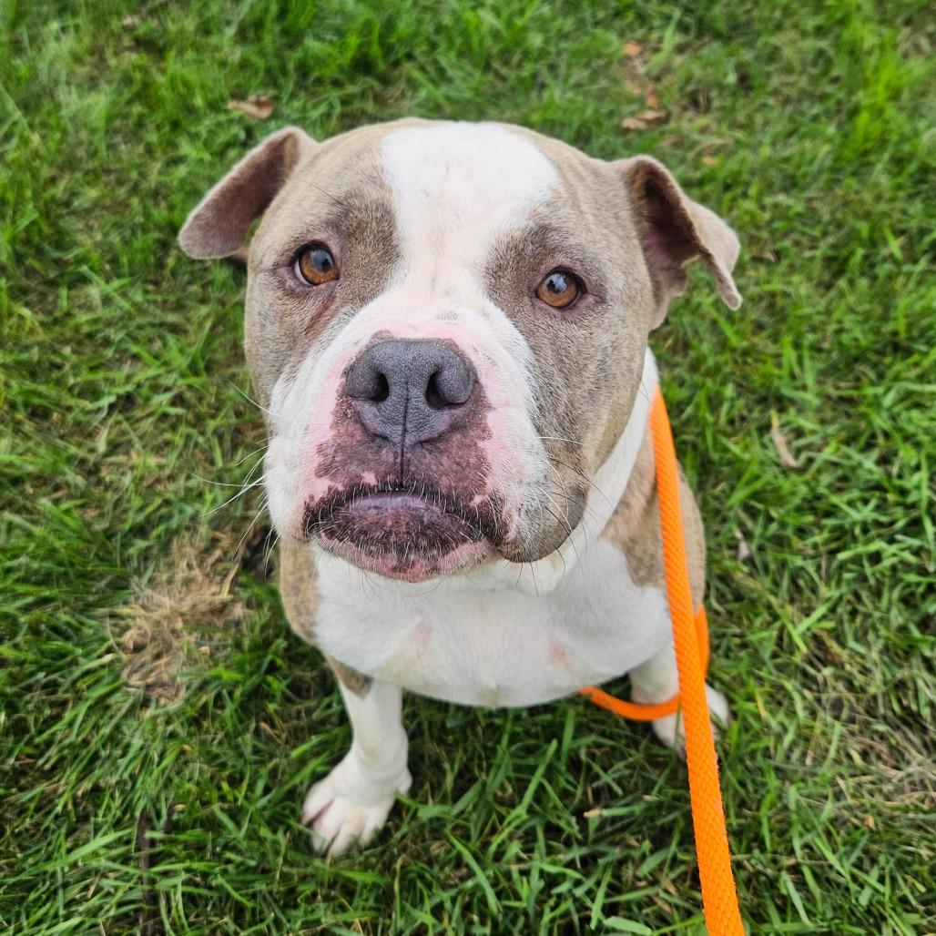 Enlarge Starling, a Adoptable American Staffordshire Terrier in Grand Rapids, MI image 4/6