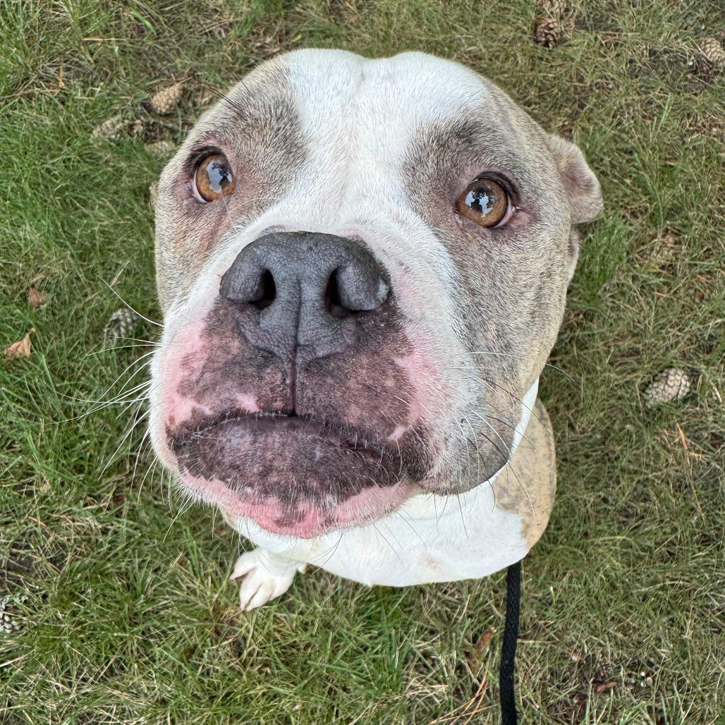 Enlarge Starling, a Adoptable American Staffordshire Terrier in Grand Rapids, MI image 5/6