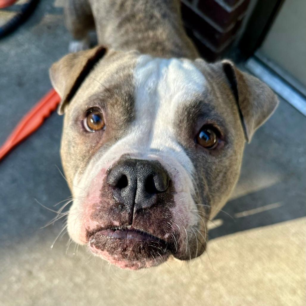 Enlarge Starling, a Adoptable American Staffordshire Terrier in Grand Rapids, MI image 6/6