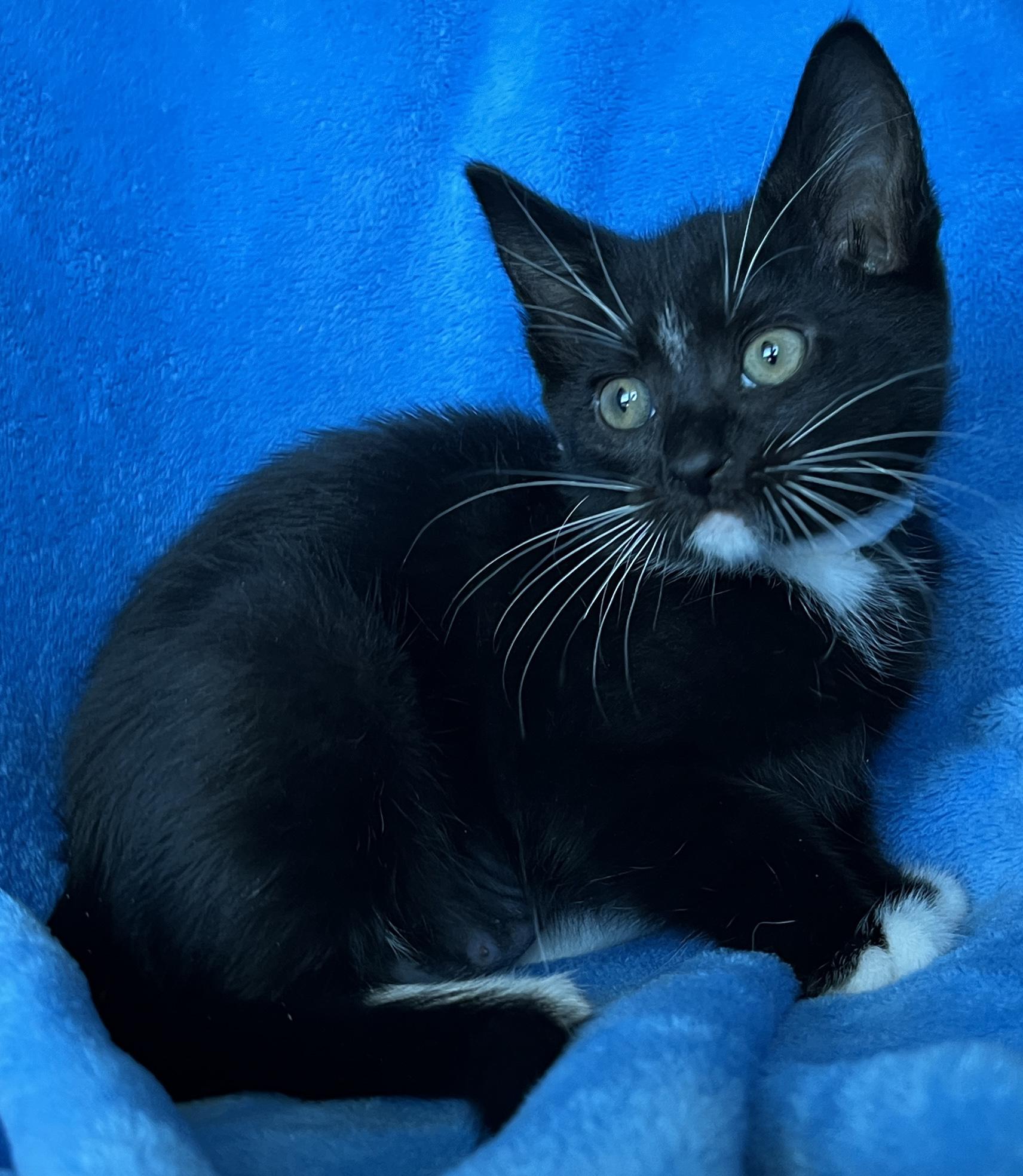 Enlarge Rosie, a ADOPTABLE Tuxedo in Tigard, OR image 2/2