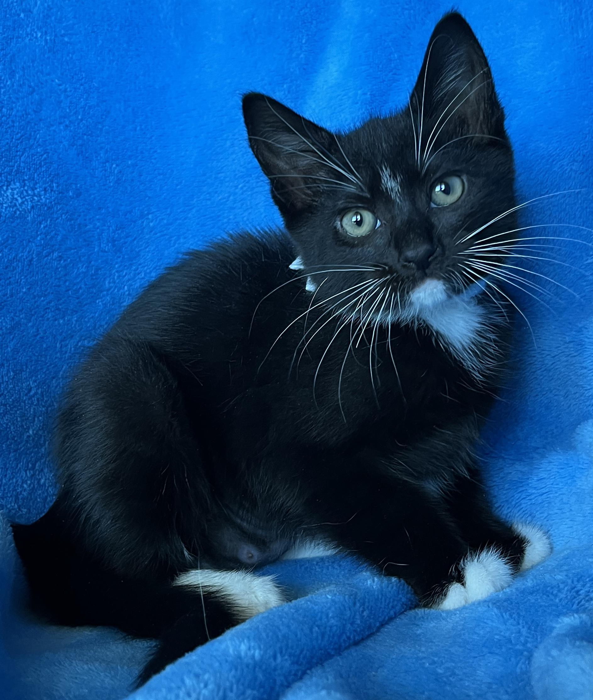 Enlarge Rosie, a ADOPTABLE Tuxedo in Tigard, OR image 1/2