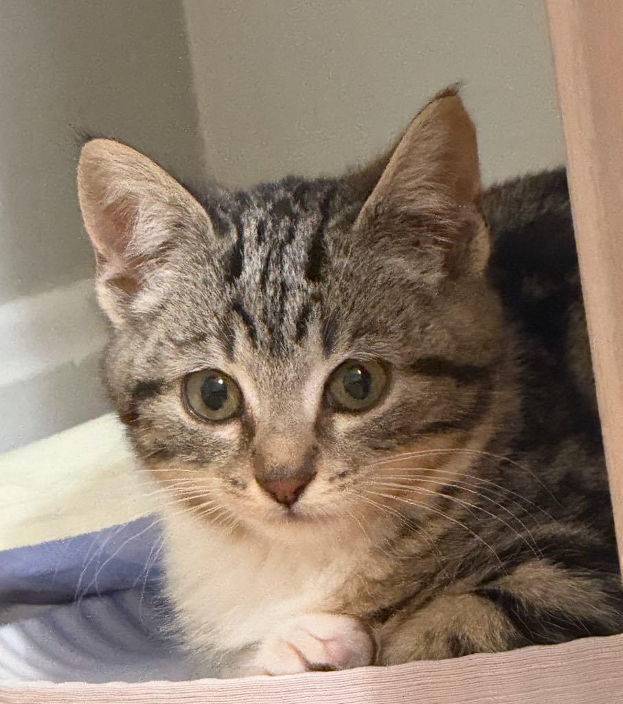 Holly, ADOPTABLE, Kitten Female Domestic Short Hair.