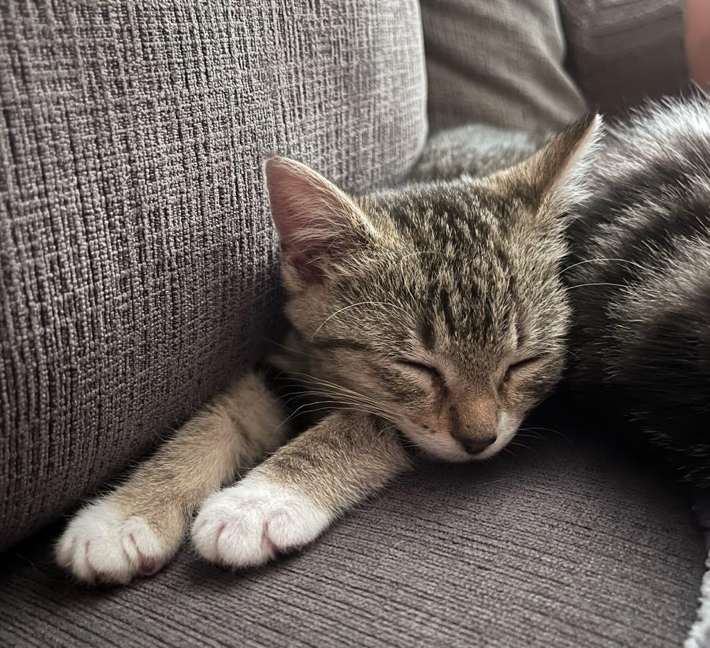 Holly, a ADOPTABLE Domestic Short Hair in Cortland, OH image 2/3