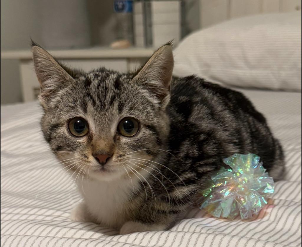 Holly, a ADOPTABLE Domestic Short Hair in Cortland, OH image 3/3