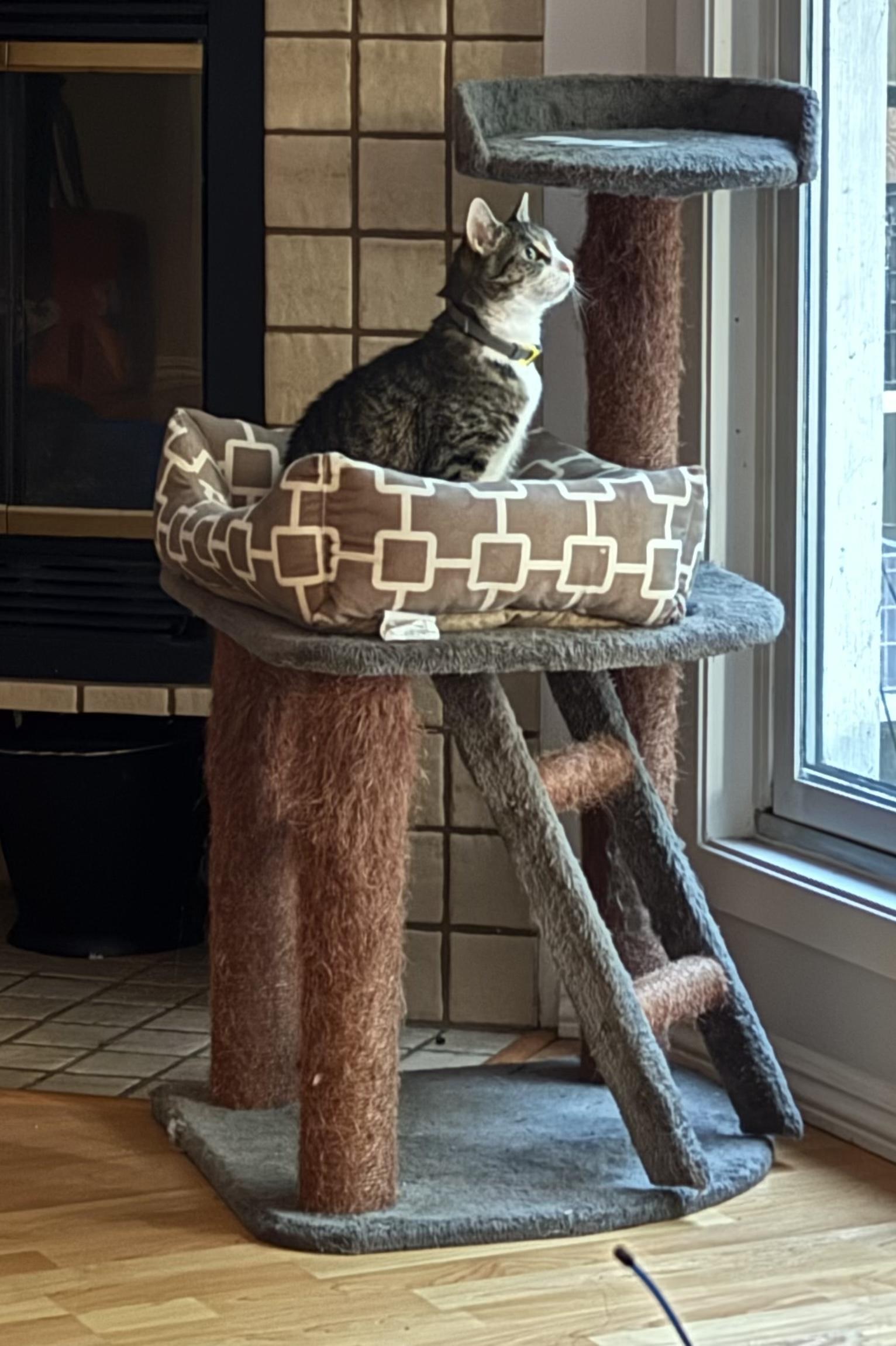 Enlarge Aurora, a ADOPTABLE Domestic Short Hair in Vancouver, BC image 3/6