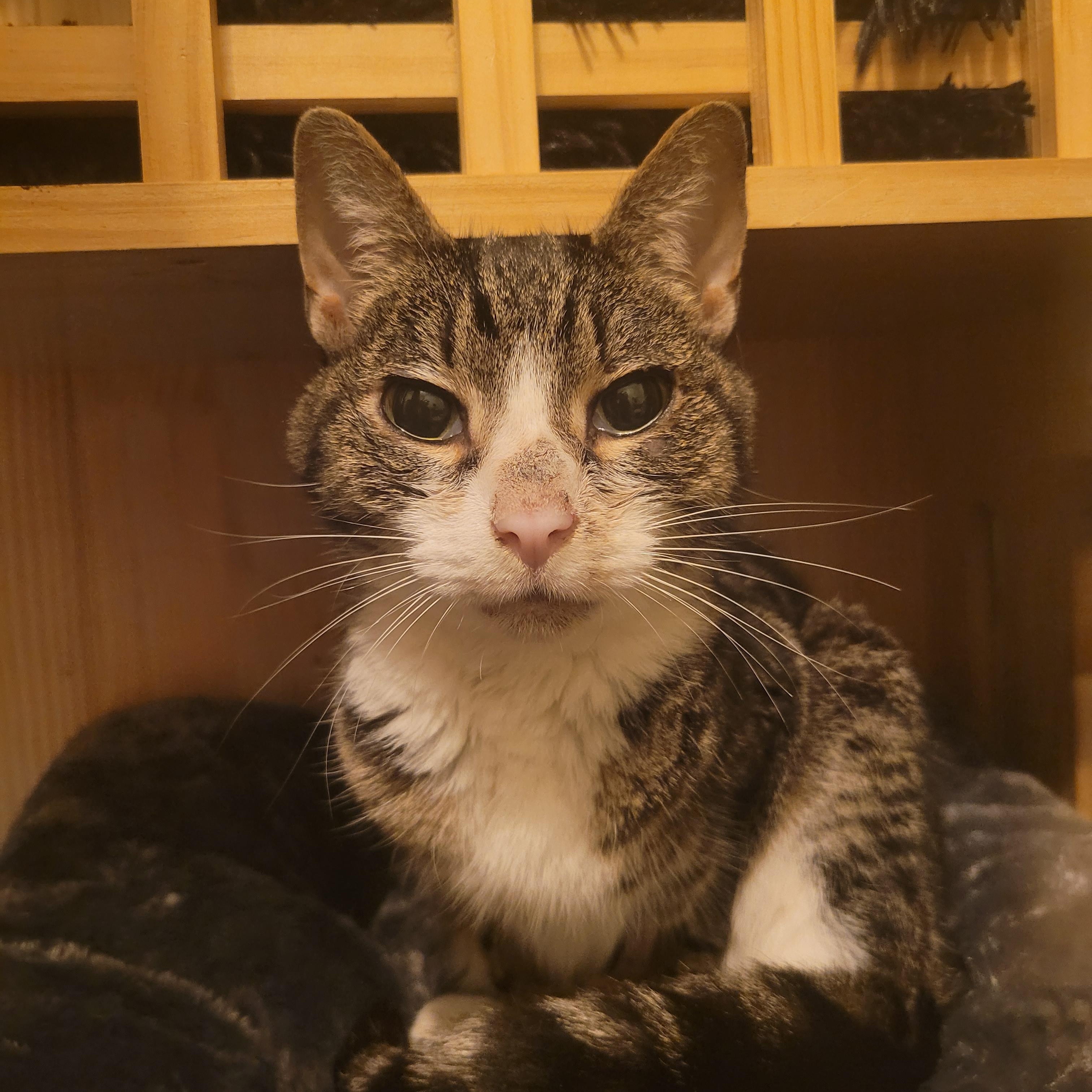 Enlarge Aurora, a ADOPTABLE Domestic Short Hair in Vancouver, BC image 5/6