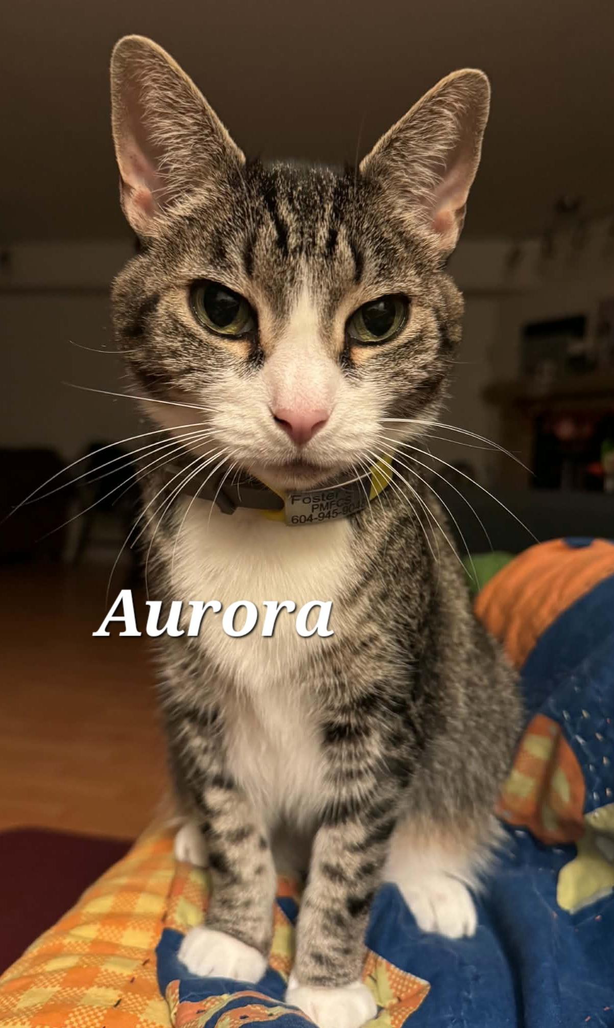Aurora, ADOPTABLE, Adult Female Domestic Short Hair.