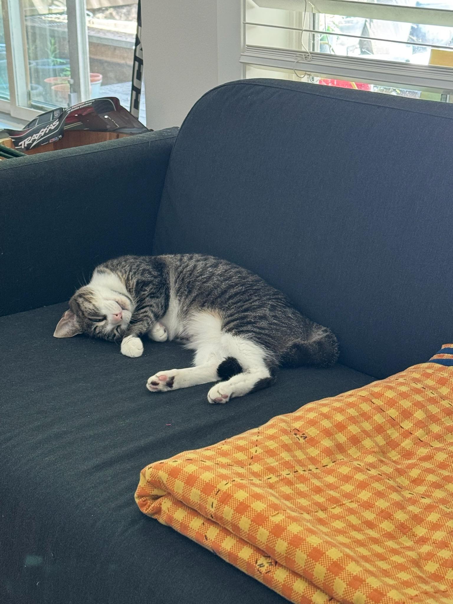 Enlarge Aurora, a ADOPTABLE Domestic Short Hair in Vancouver, BC image 2/6