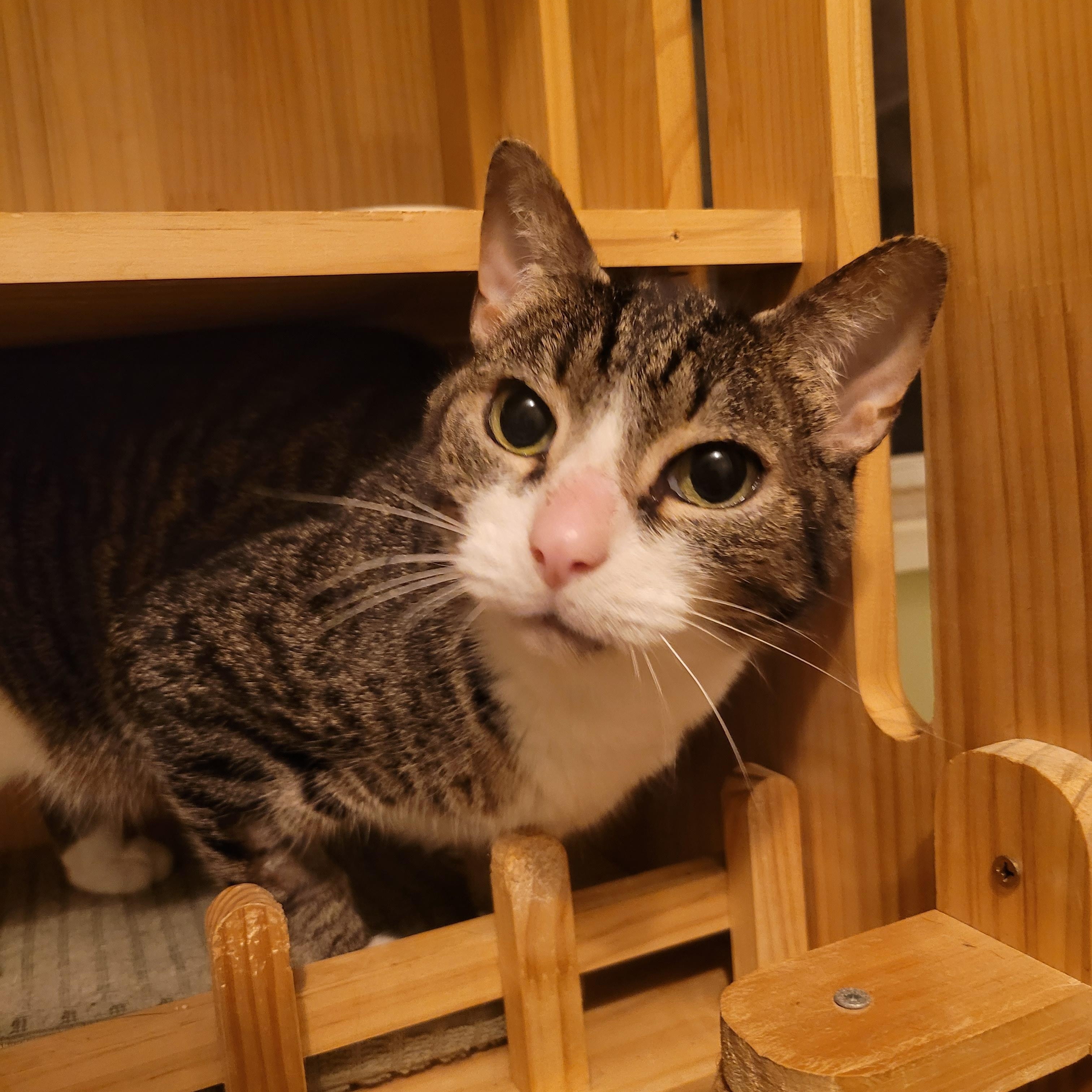 Enlarge Aurora, a ADOPTABLE Domestic Short Hair in Vancouver, BC image 4/6