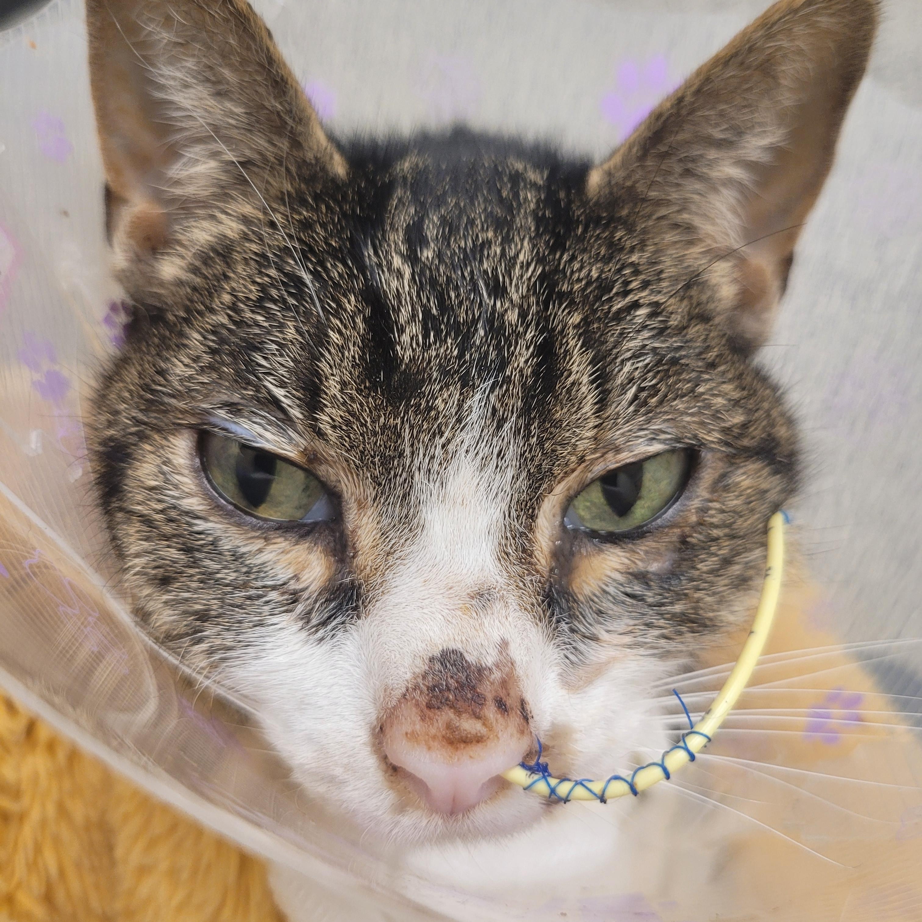 Enlarge Aurora, a ADOPTABLE Domestic Short Hair in Vancouver, BC image 6/6