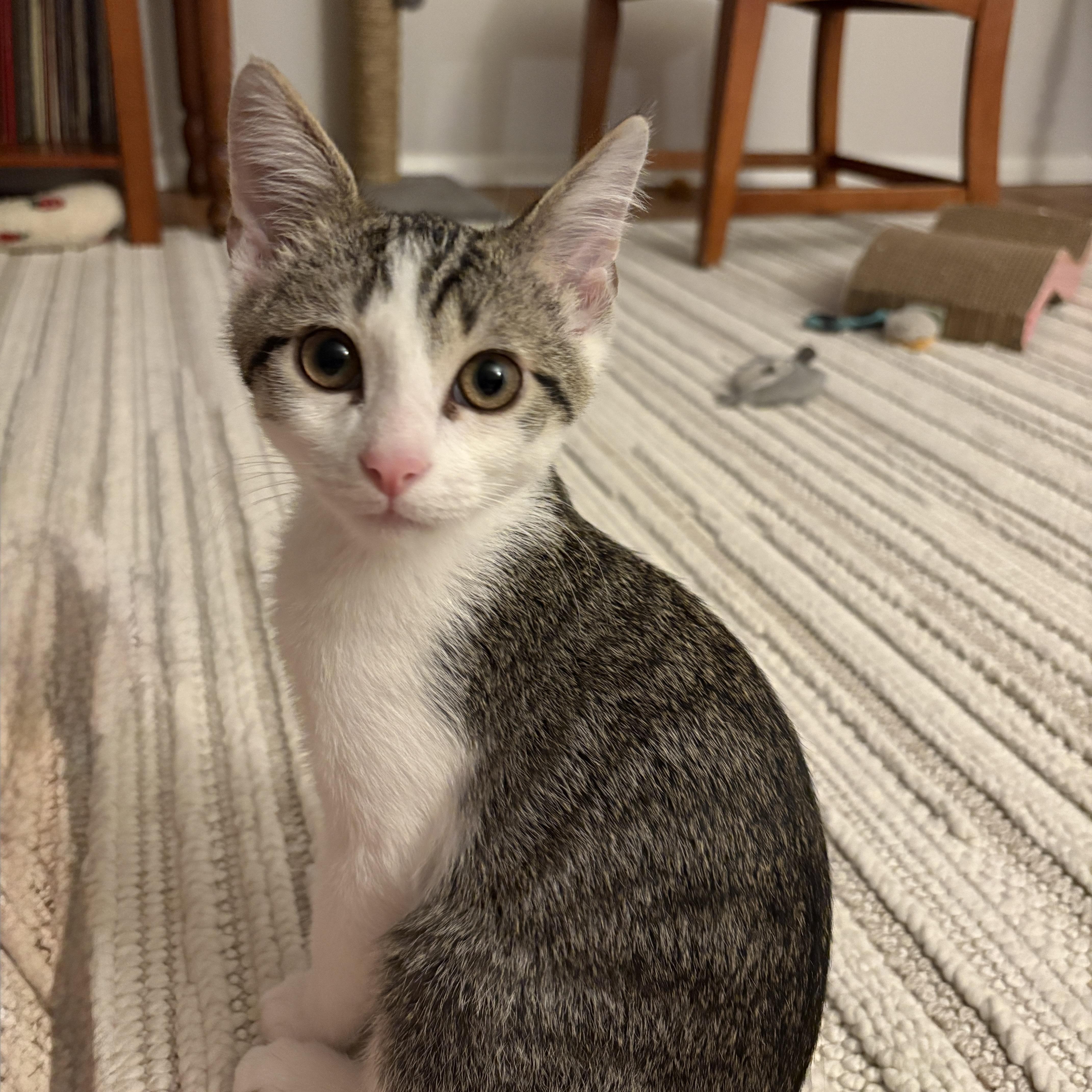 Forrest, Adoptable, Kitten Male Domestic Short Hair.