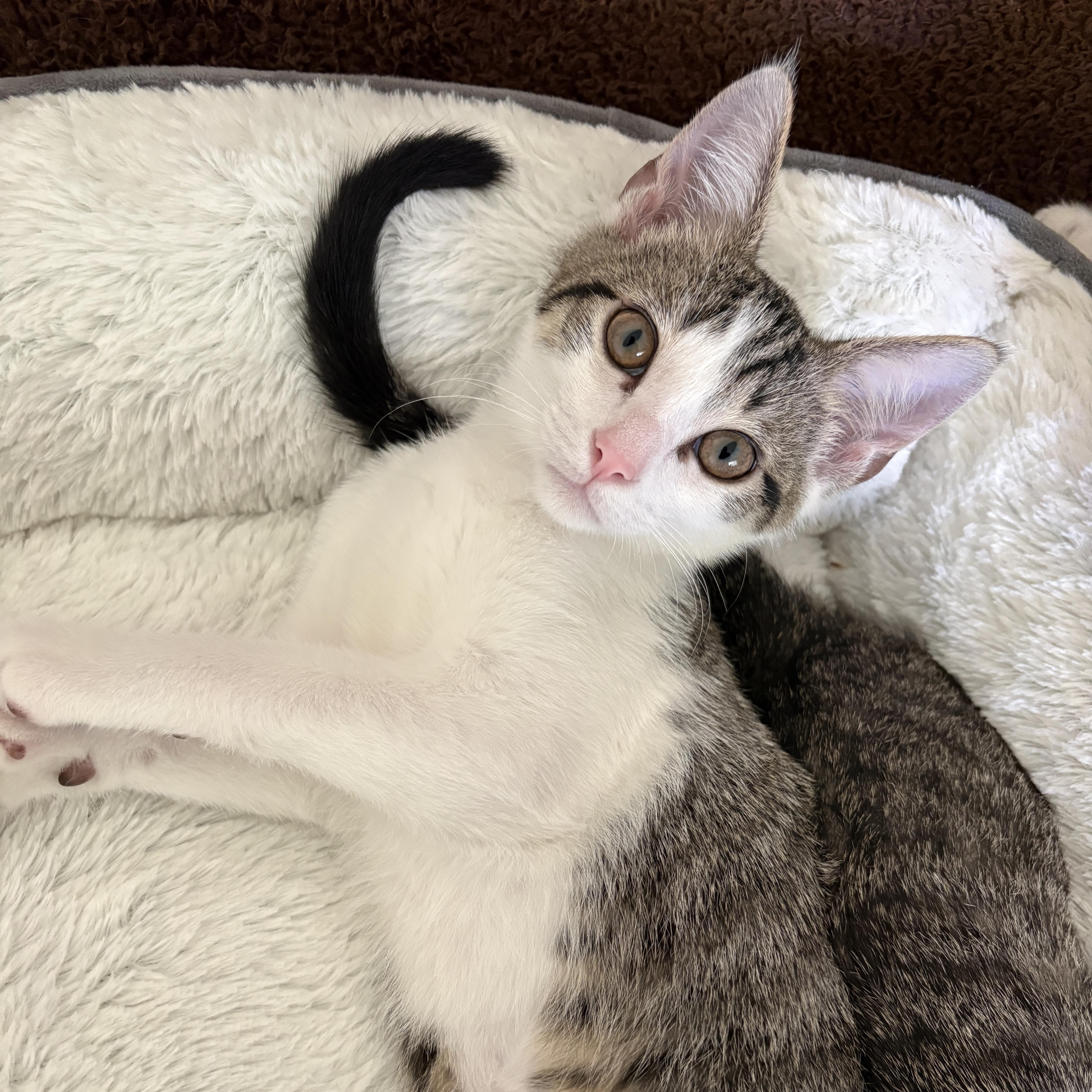 Enlarge Forrest, a Adoptable Domestic Short Hair in Bentonville, AR image 2/5